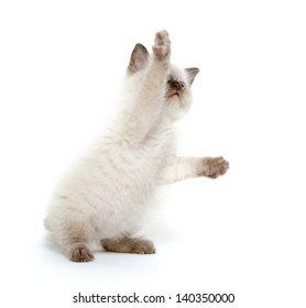 Cute Baby American Shorthair Kitten Playing Stock Photo 140350000 ...