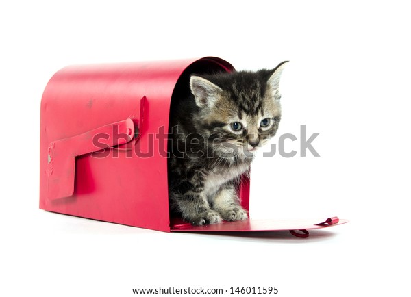 Cute Baby American Shorthair Tabby Cat Stock Photo Edit Now