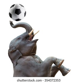 Cute Baby Asian Elephant In Action Of Playing Soccer Ball Isolated On White Background