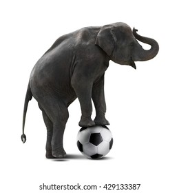 Cute Baby Asian Elephant Playing Soccer Ball Isolated On White Background