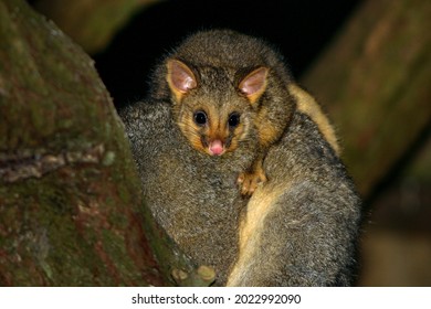 Cute Baby Australian Brushtail Possum On Mothers Back