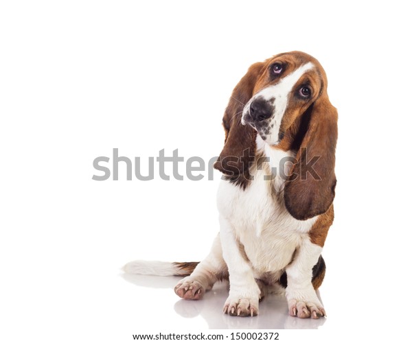 baby basset hound cute