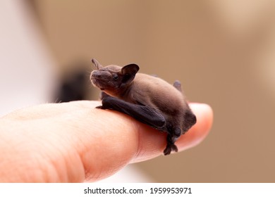 Cute baby bat sitting on human hand.