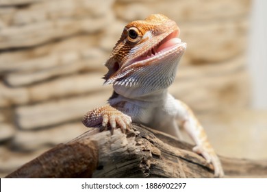 Cute baby of bearded agama dragon is sitting on log in his terrarium with open mouth. Exotic domestic animal, pet. The content of the lizard at home.