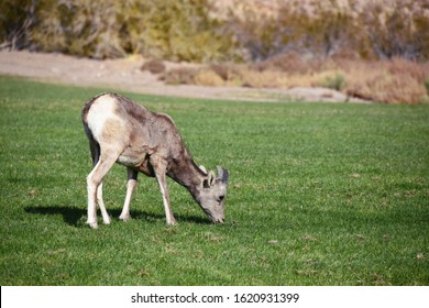 Cute Baby Bighorn Sheep Outside In The Sun