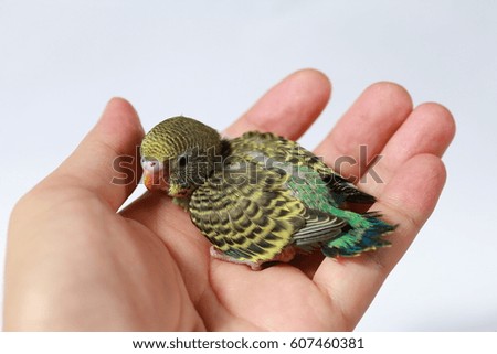 Similar – Image, Stock Photo Baby green Animal Pet Bird