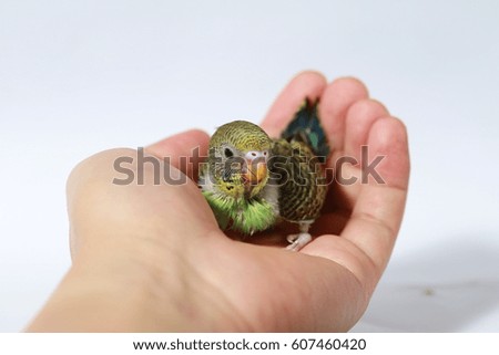 Similar – Image, Stock Photo Baby green Animal Pet Bird