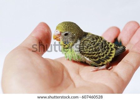 Similar – Image, Stock Photo Baby green Animal Pet Bird