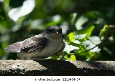 Cute Baby Bird Sitting On A Stone Fence. Baby Bird With An Open Beak. Baby Pigeon With An Open Beak In The Sunlight. Cute Bird.