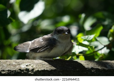 Cute Baby Bird Sitting On A Stone Fence. Baby Bird With An Open Beak. Baby Pigeon With An Open Beak In The Sunlight. Cute Bird.