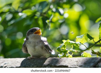 Cute Baby Bird Sitting On A Stone Fence. Baby Bird With An Open Beak. Baby Pigeon With An Open Beak In The Sunlight. Cute Bird.