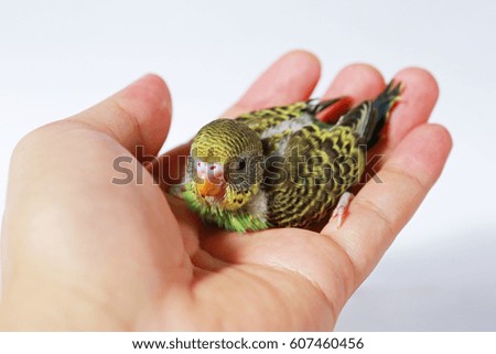 Similar – Image, Stock Photo Baby green Animal Pet Bird