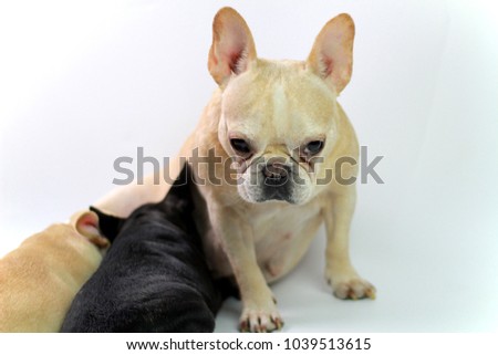 Cute Baby Black Brown French Bulldog Stock Photo Edit Now