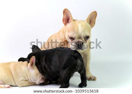 Cute Baby Black Brown French Bulldog Stock Photo Edit Now