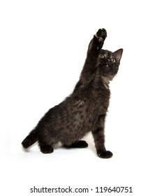 Cute Baby Black Cat Playing On White Background