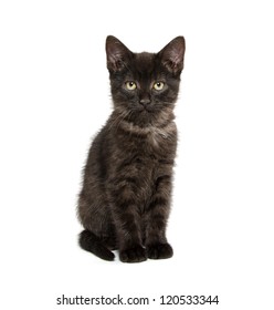 Cute Baby Black Cat Playing On Stock Photo 126131156 | Shutterstock