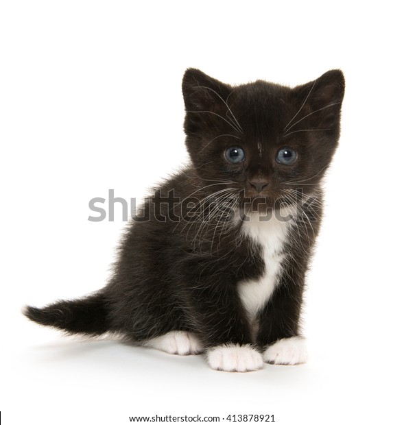 Cute Baby Black White Kitten Isolated Stock Photo (Edit Now) 413878921