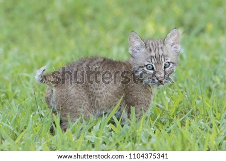 Cute Baby Bobcat Lynx Rufus Tail Stock Photo Edit Now 1104375341