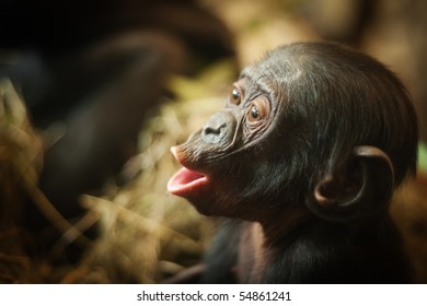 Cute Baby Bonobo Monkey (Pan Paniscus)