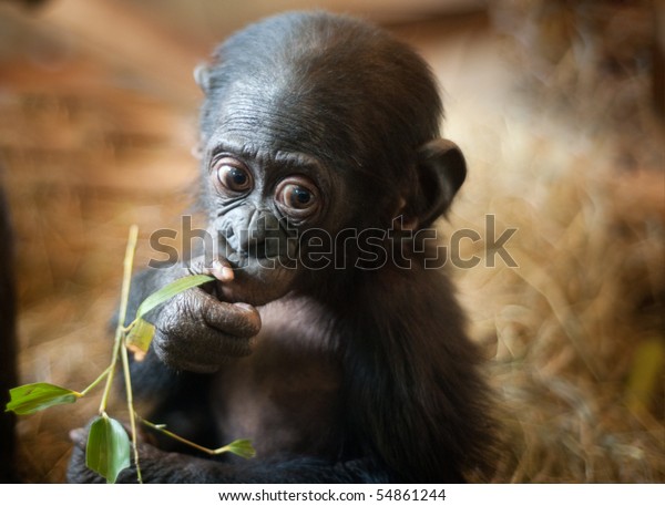 かわいいボノボ猿 の写真素材 今すぐ編集