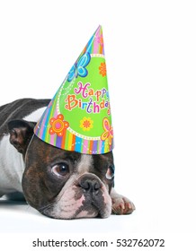 A Cute Baby Boston Terrier On A White Background With A Birthday Hat On