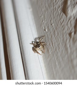 Cute Baby Brown Bold Jumping Spider On A White Wall Inside A House. Simple Macro Nature Photo.