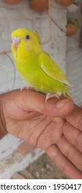 Cute Baby Budgie Sitting On Hand. 