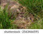 Cute Baby Bunnies Hiding in Grass Easter Spring Wildlife Animal Nest Rabbit Hole Nature Nest