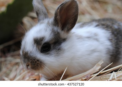 500 Cute Baby Bunny Pictures Royalty Free Images Stock Photos