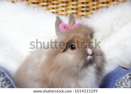 Cute Baby Bunny Ribbon On Head Stock Photo Edit Now 1014515299