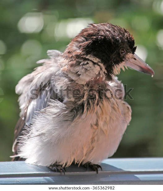 Cute Baby Butcher Bird Wet Bathing Stock Photo Edit Now 365362982