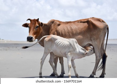 Cute Baby Calf Drinking Mothers Milk . Indian Cow Feeding To Her Calf’s. Close Up. Agriculture Field With Clear Sky Background In Summer. Rural India Landscape Scenery. South Asia Pac.