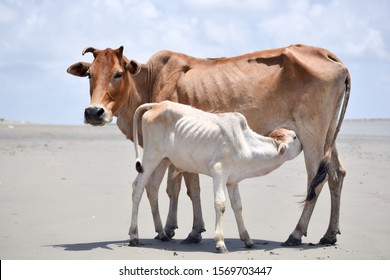 Cute Baby Calf Drinking Mothers Milk . Indian Cow Feeding To Her Calf’s. Close Up. Agriculture Field With Clear Sky Background In Summer. Rural India Landscape Scenery. South Asia Pac.