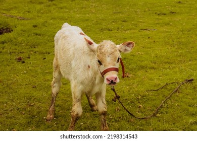 A Cute Baby Calf From The Farm 