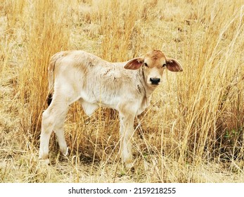 Cute Baby Calf In Field