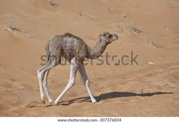 Cute Baby Camel New Born Taking Stock Photo (Edit Now ...