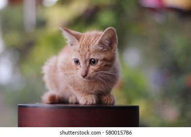 228996 Baby Baby Cat Images Royalty Free Stock Photos On Shutterstock