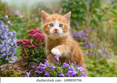 A cute baby cat kitten, ginger with white and wonderful blue eyes, playing with flowers in a garden, showing its paw, Germany - Shutterstock ID 1498959794