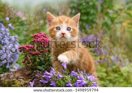 A cute baby cat kitten, ginger with white and wonderful blue eyes, playing with flowers in a garden, showing its paw, Germany