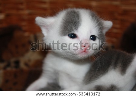 Cute Baby Cat Kitty Stock Photo Edit Now 535413172 Shutterstock