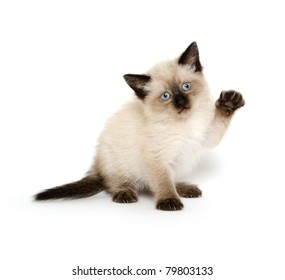 Cute Baby Cat With Paw Up Playing On White Background