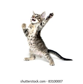 Cute Baby Cat Playing On White Background