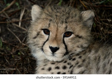 Cute Baby Cheetah Cub With Soft Fluffy Fur