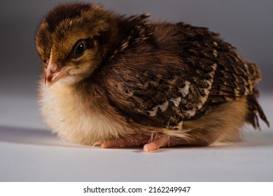 Cute Baby Chick Speckled Sussex