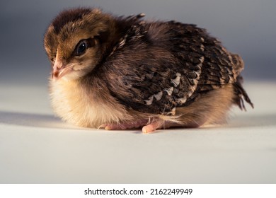 Cute Baby Chick Speckled Sussex