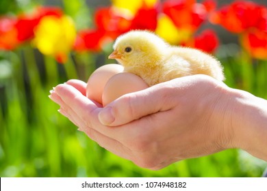 
Cute Baby Chicken In The Hands