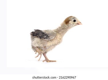 Cute Baby Chicken On White Background Stock Photo 2162290967 | Shutterstock