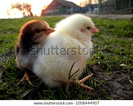 Cute Baby Chicks Cuddling Wild Stock Photo Edit Now 1008444907