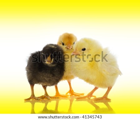 Cute Baby Chicks Over White Background Stock Photo Edit Now