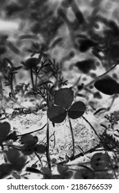Cute baby clover growing in the spring garden in black and white monochrome film negative.